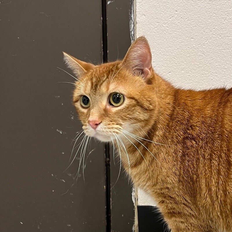 Reno, an adoptable Domestic Short Hair in Yankton, SD, 57078 | Photo Image 3