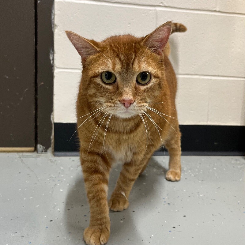 Reno, an adoptable Domestic Short Hair in Yankton, SD, 57078 | Photo Image 4