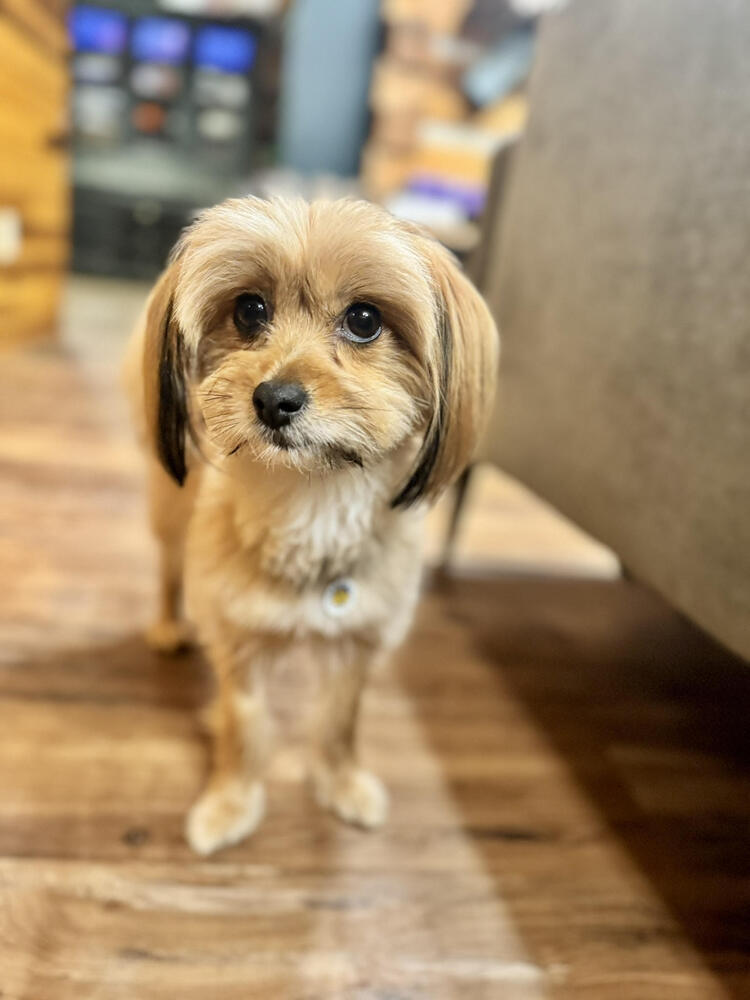 Bailey