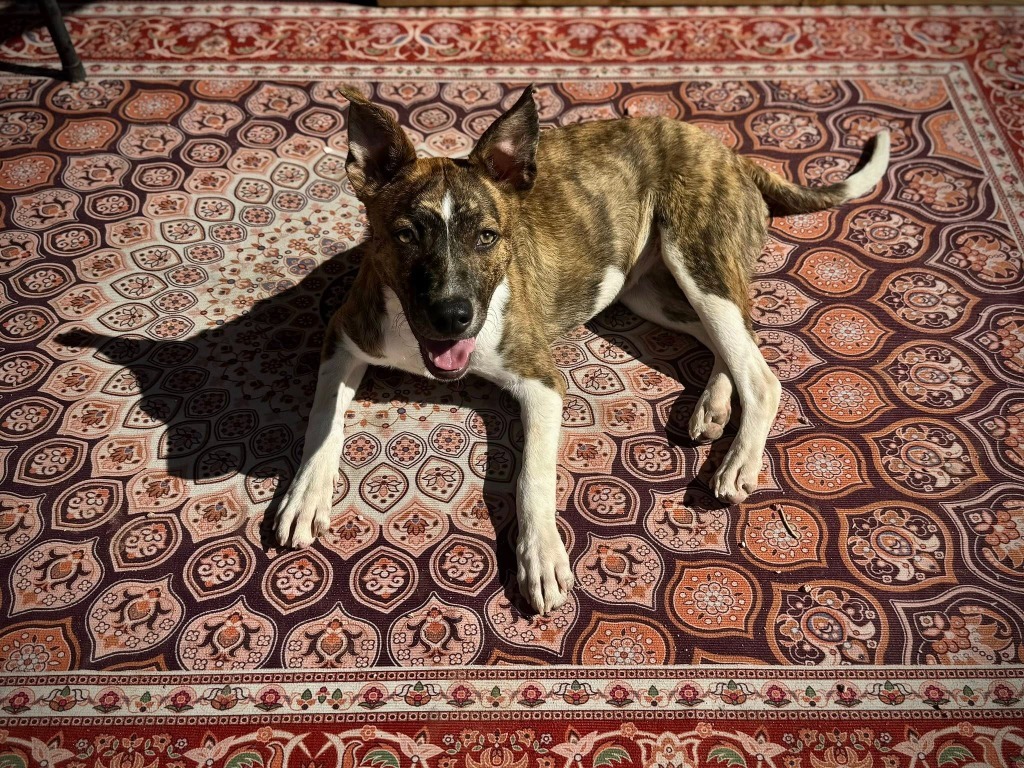 Daphne