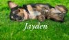 Jayden photo 1
