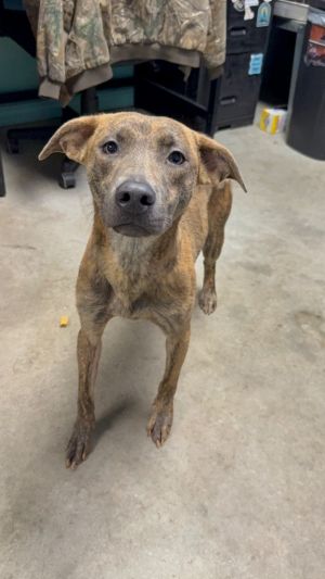 Preston, Young Female Plott Hound