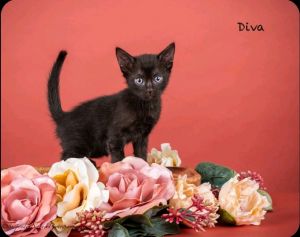 Diva, Baby Female Domestic Short Hair