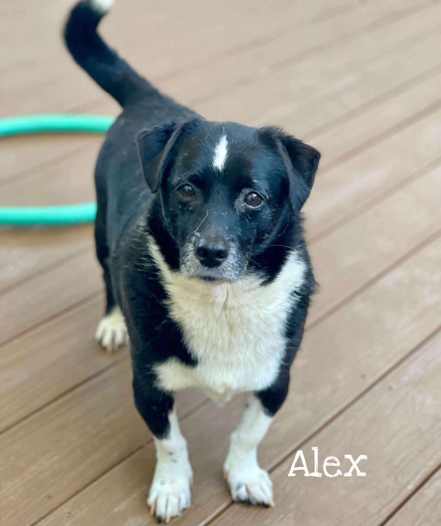 Alex