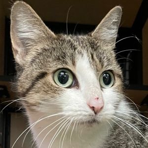 Tussy has a flatish face and very round eyes that make her look like an anime cat She is a