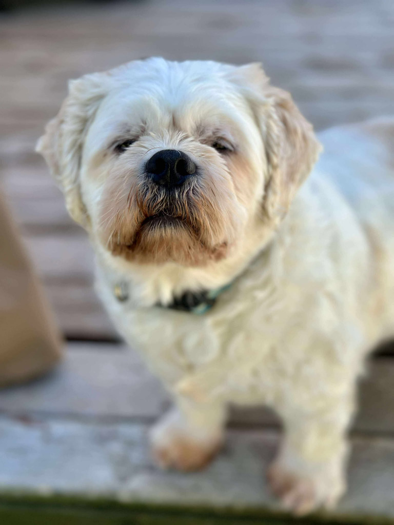 Chewy