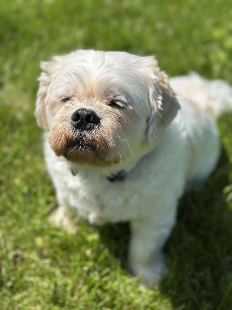 Chewy