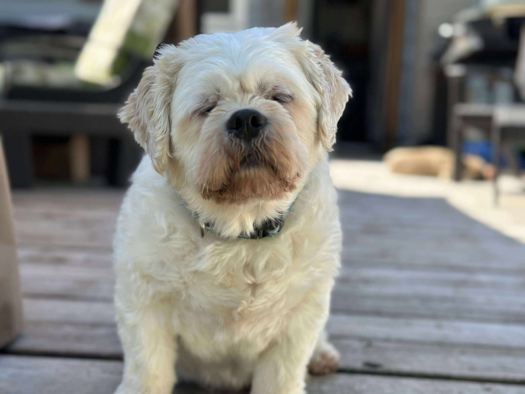 Chewy