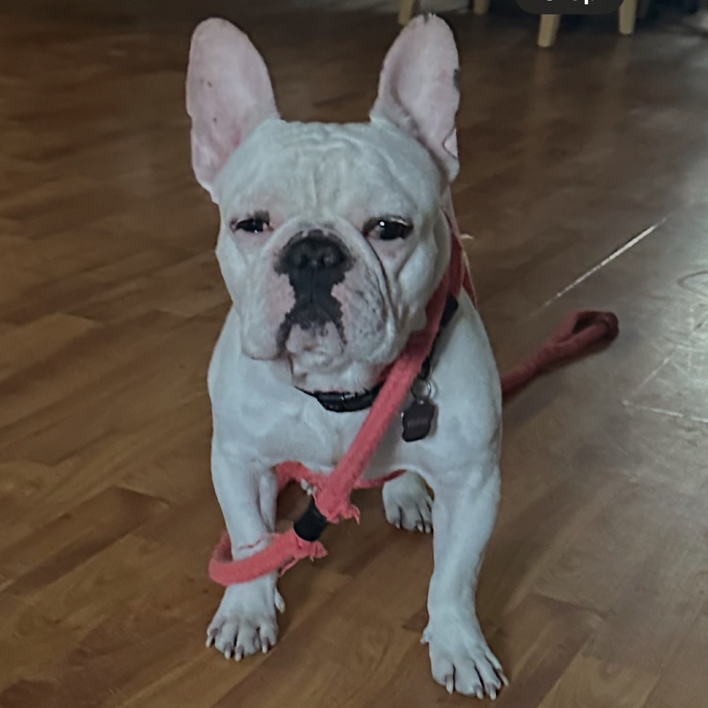 Rocky, an adoptable French Bulldog in Benton City, WA, 99320 | Photo Image 1