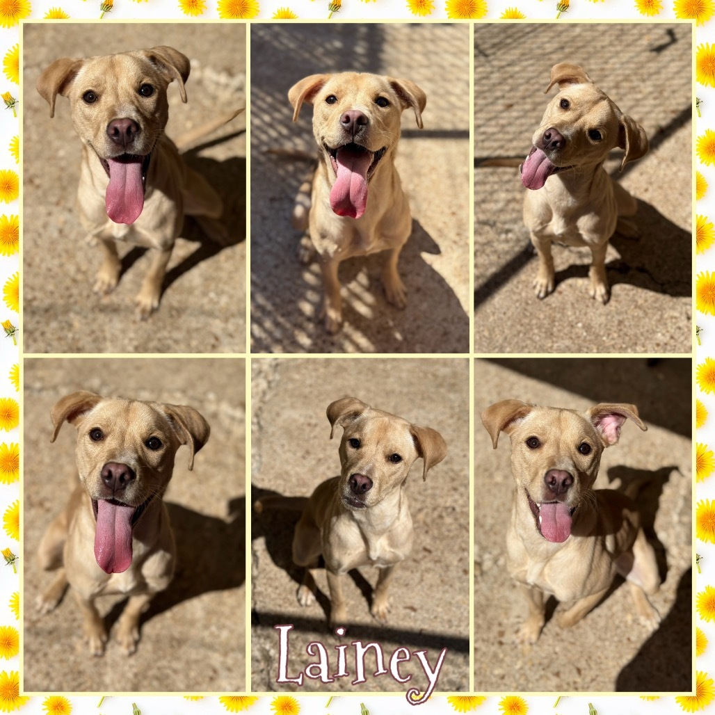 Lainey