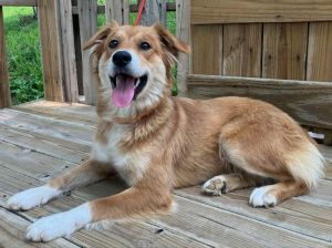 Patsy, Young Female Mixed Breed