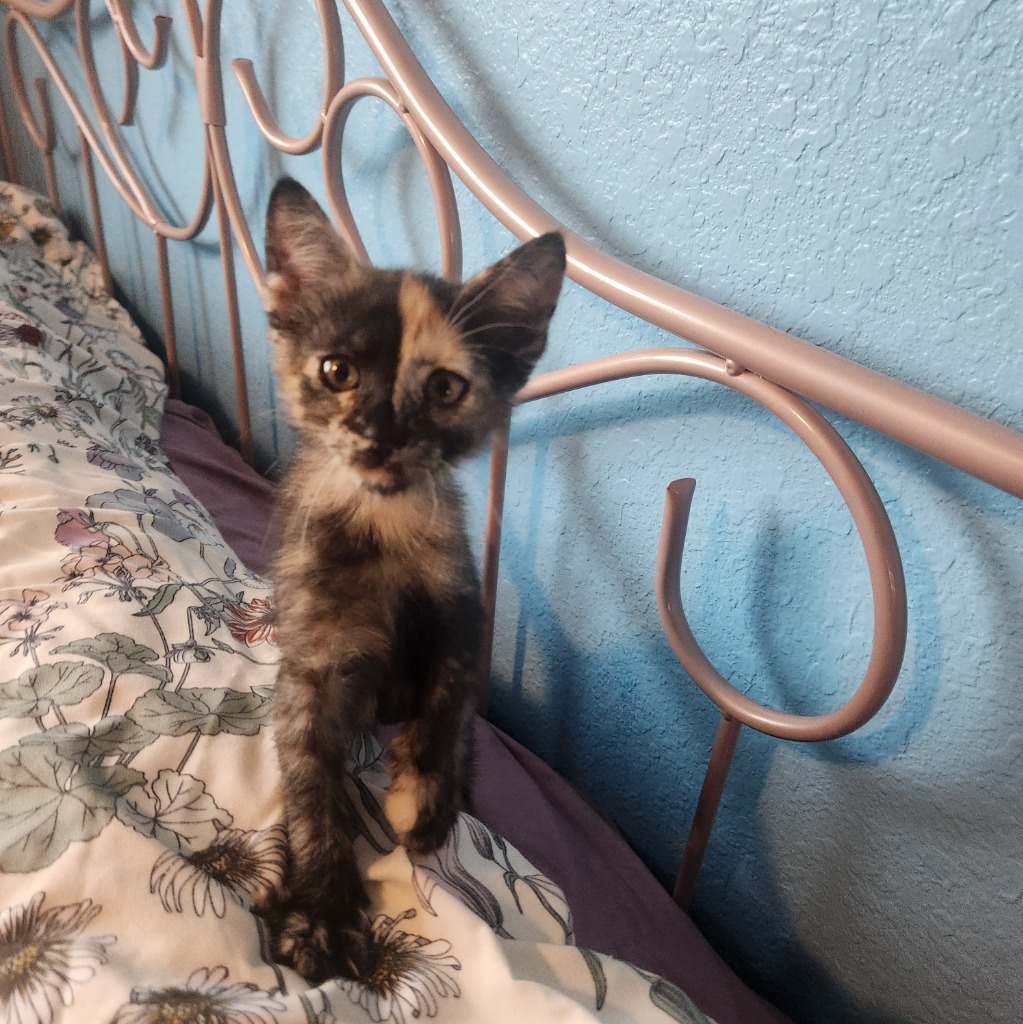 Carmela