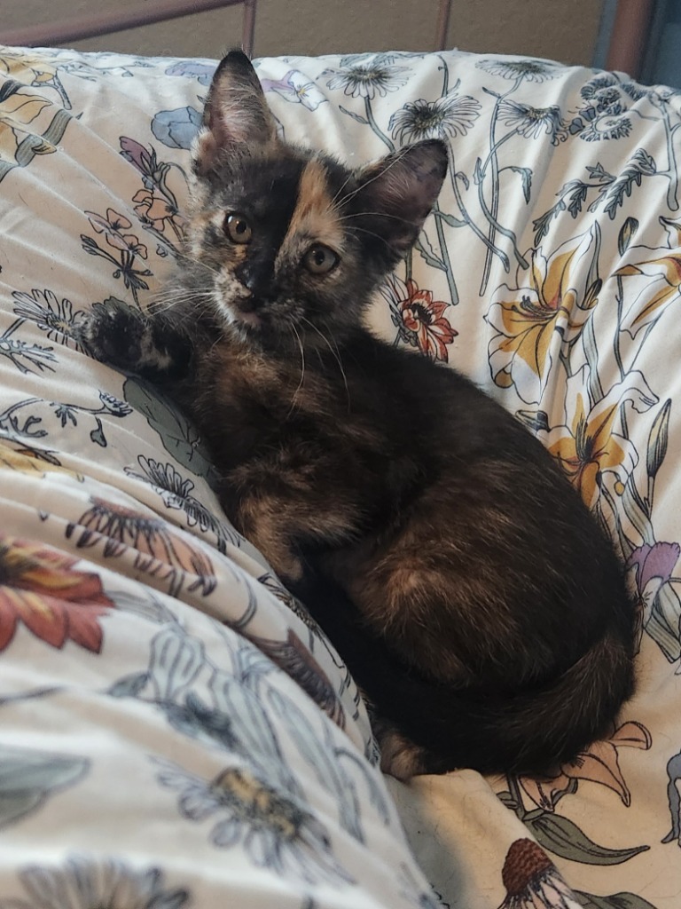 Carmela
