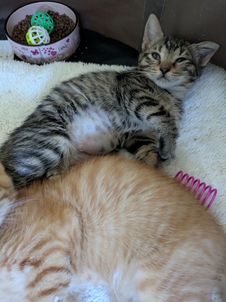Flop