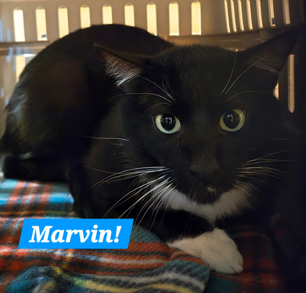 Marvin