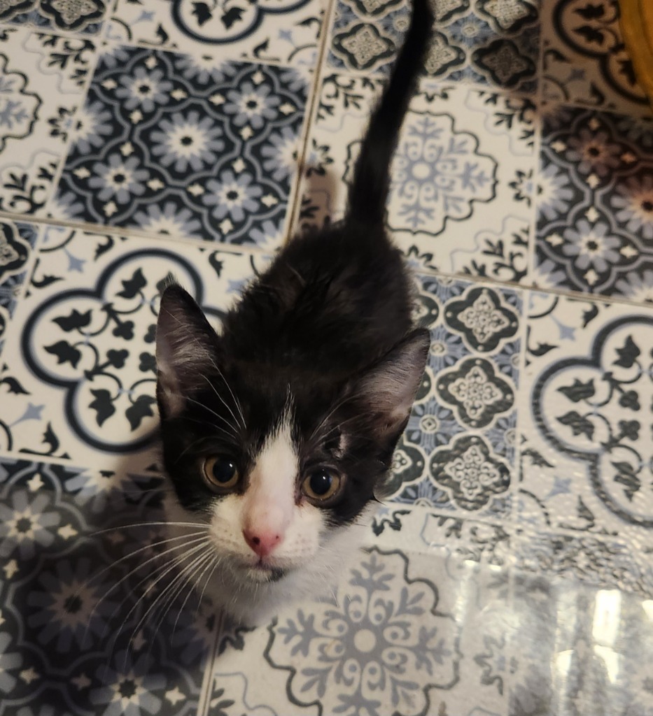 Rico
