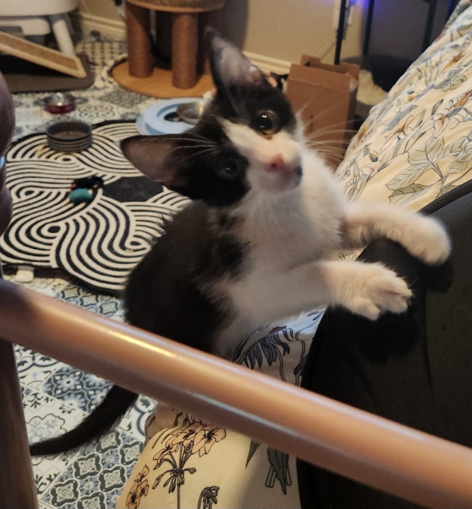 Rico