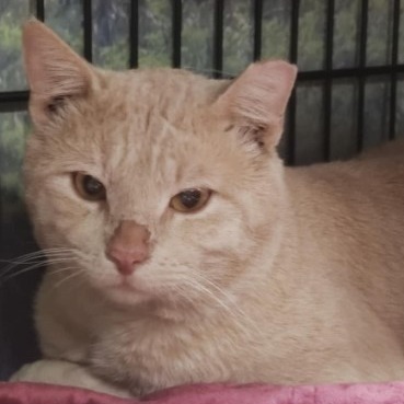 Enzo, an adoptable Domestic Short Hair in Bismarck, ND, 58507 | Photo Image 1