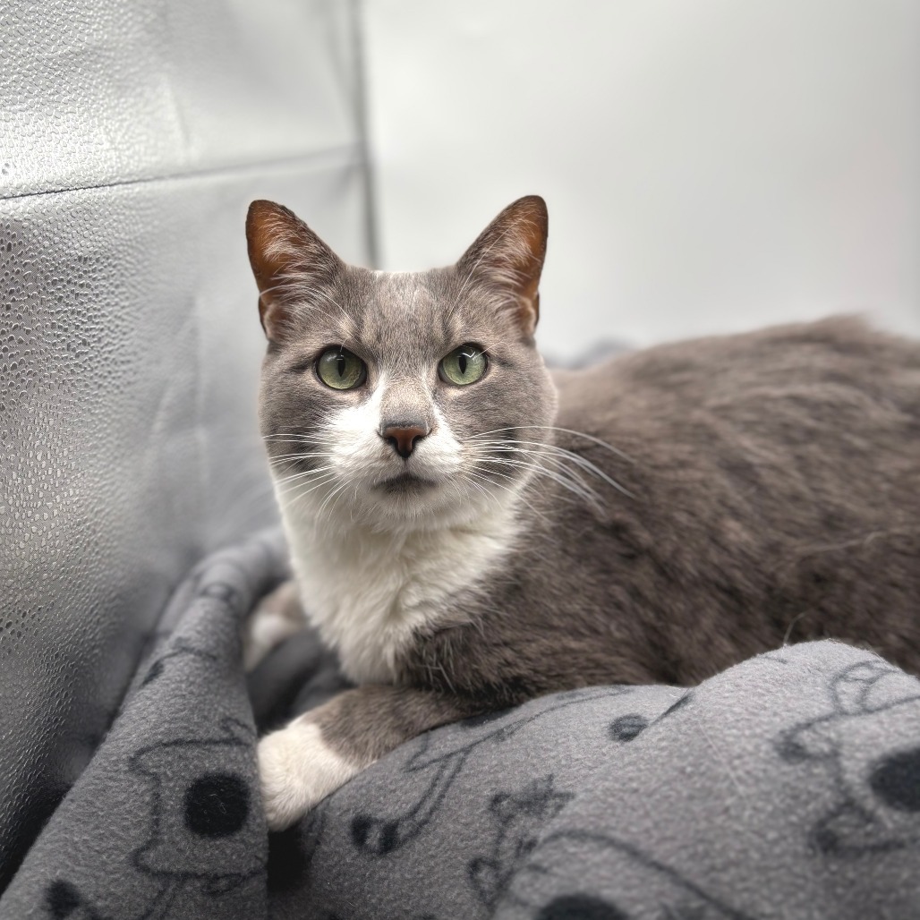 Nelson, an adoptable Domestic Short Hair in Fargo, ND, 58102 | Photo Image 1
