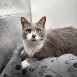 Nelson--In Foster, Senior Male Domestic Short Hair