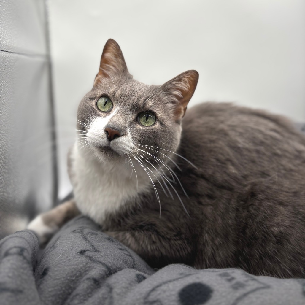 Nelson, an adoptable Domestic Short Hair in Fargo, ND, 58102 | Photo Image 2