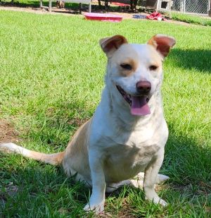 Trumpet, Young Female Beagle