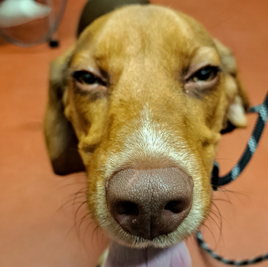 Rufus