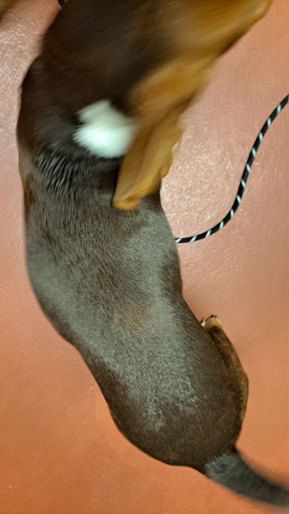 Rufus
