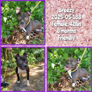 2025-05-188 *Breezy*, Young Female Pit Bull Terrier