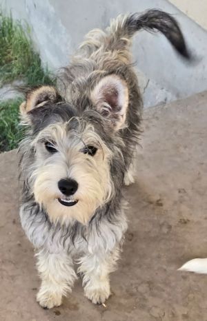 Trudy, Young Female Schnauzer