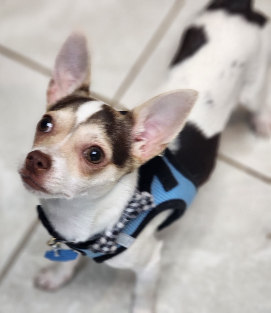 Oliver