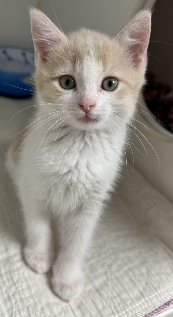 Biscuit
