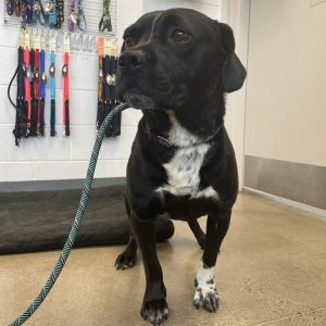 Waylon, Adult Male Black Labrador Retriever