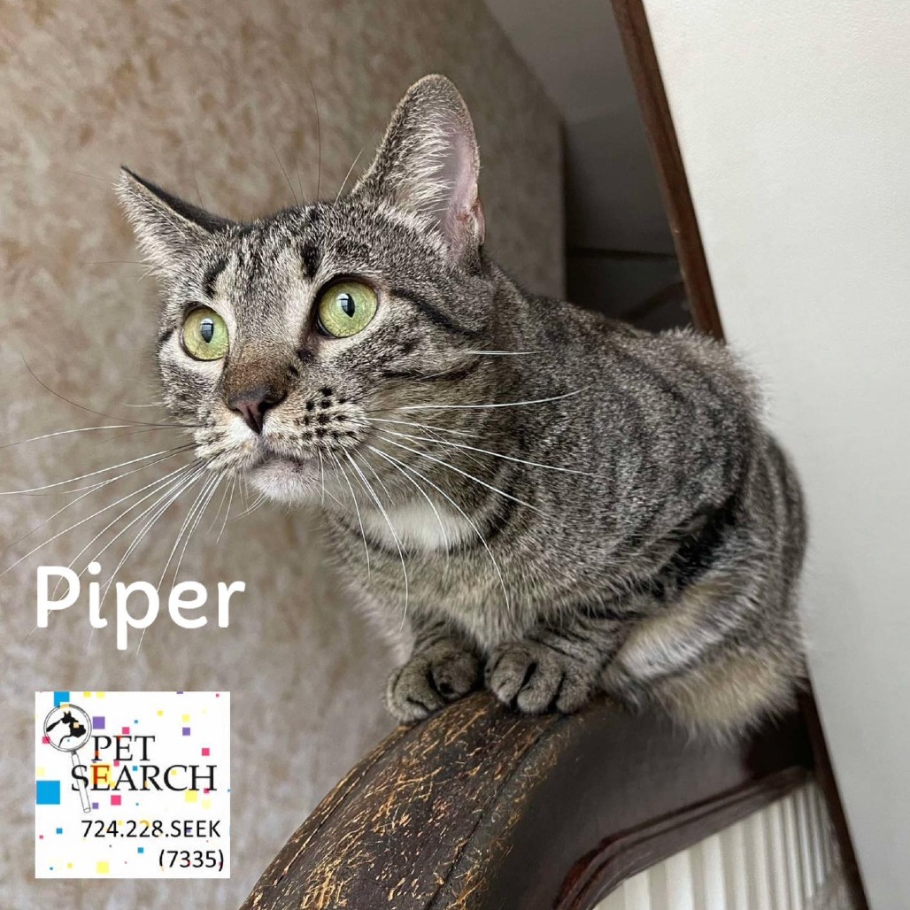 Piper