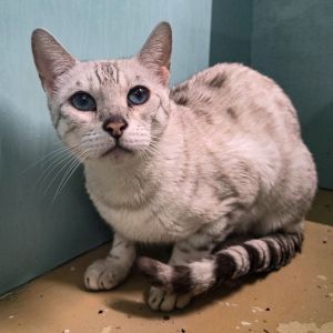 Matty, Senior Female Bengal