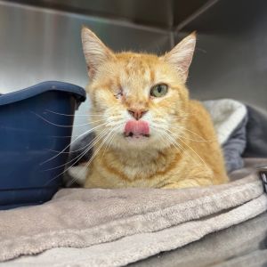 Nado, Senior Male Domestic Short Hair