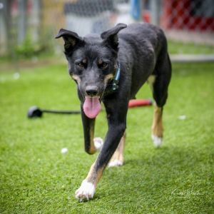 Katniss, Adult Female Australian Shepherd