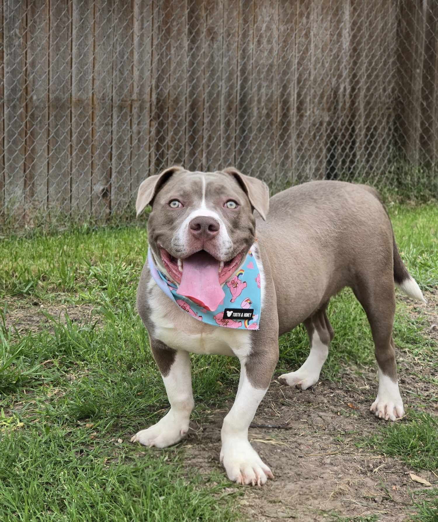 Kevin, an adoptable Pit Bull Terrier in Arlee, MT, 59821 | Photo Image 1