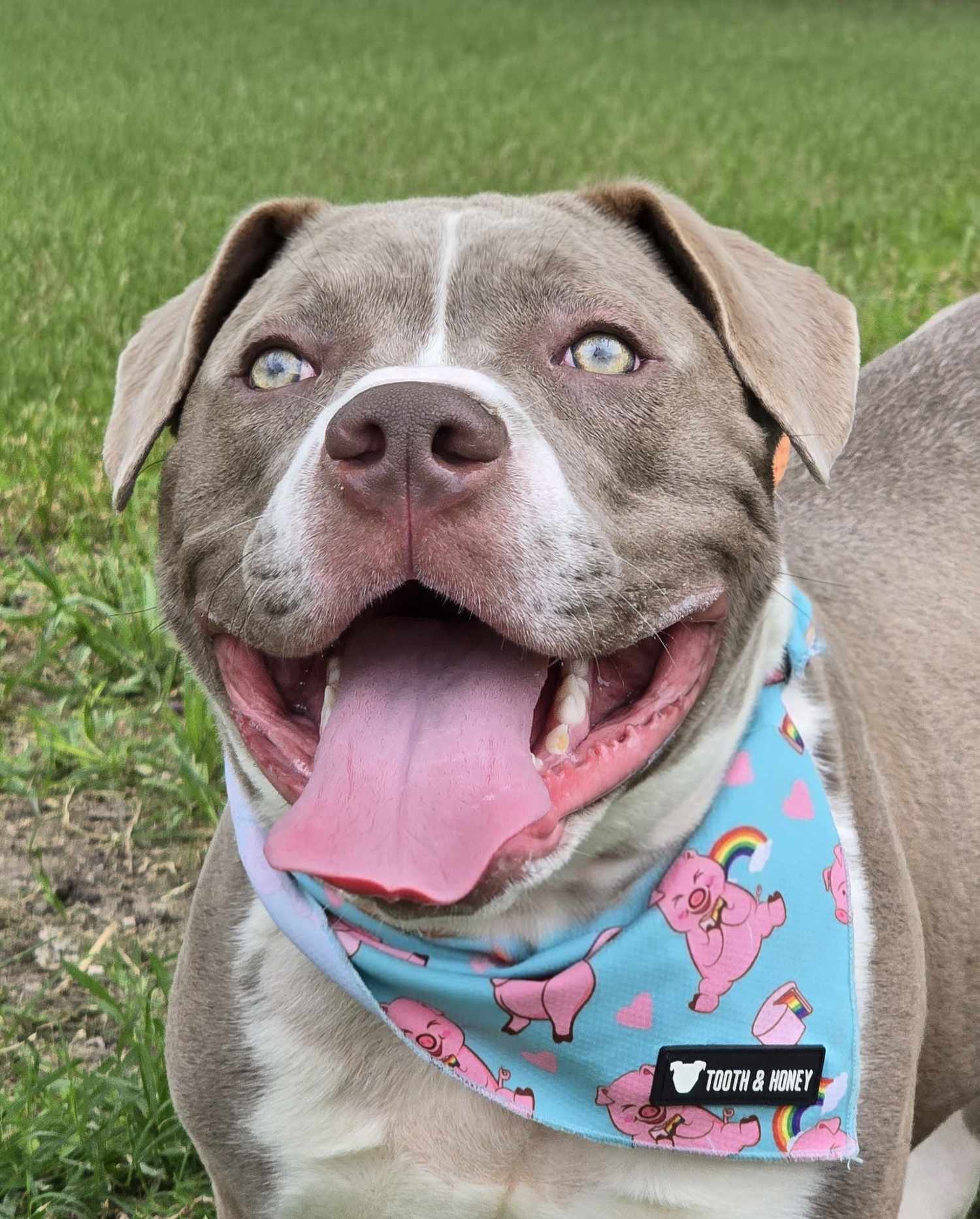 Kevin, an adoptable Pit Bull Terrier in Arlee, MT, 59821 | Photo Image 2