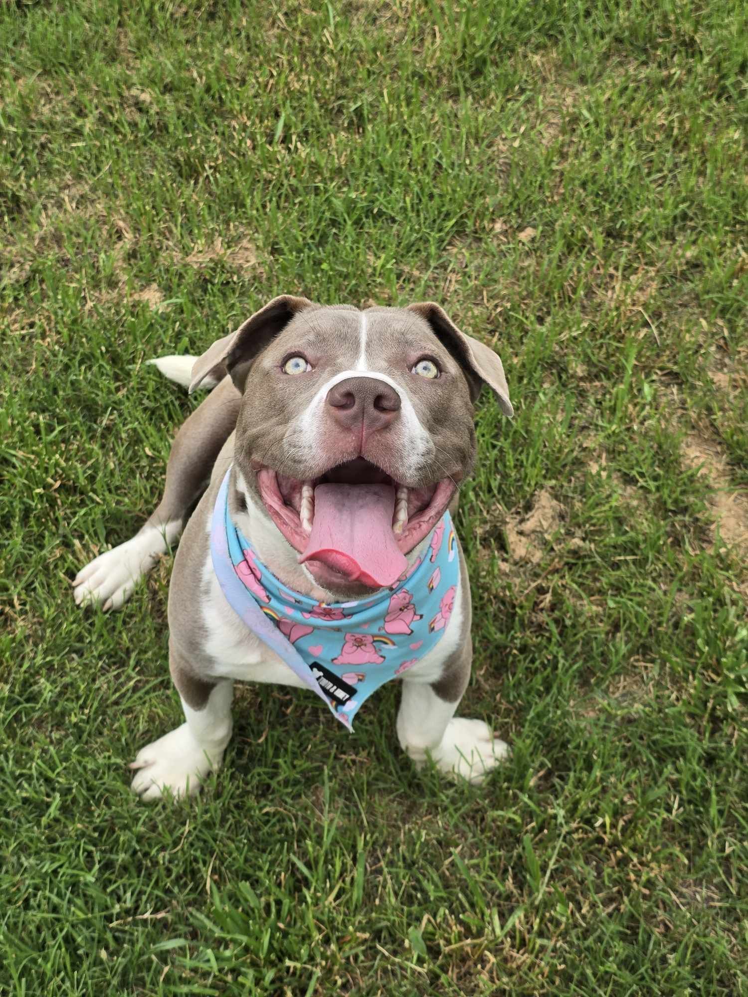 Kevin, an adoptable Pit Bull Terrier in Arlee, MT, 59821 | Photo Image 3