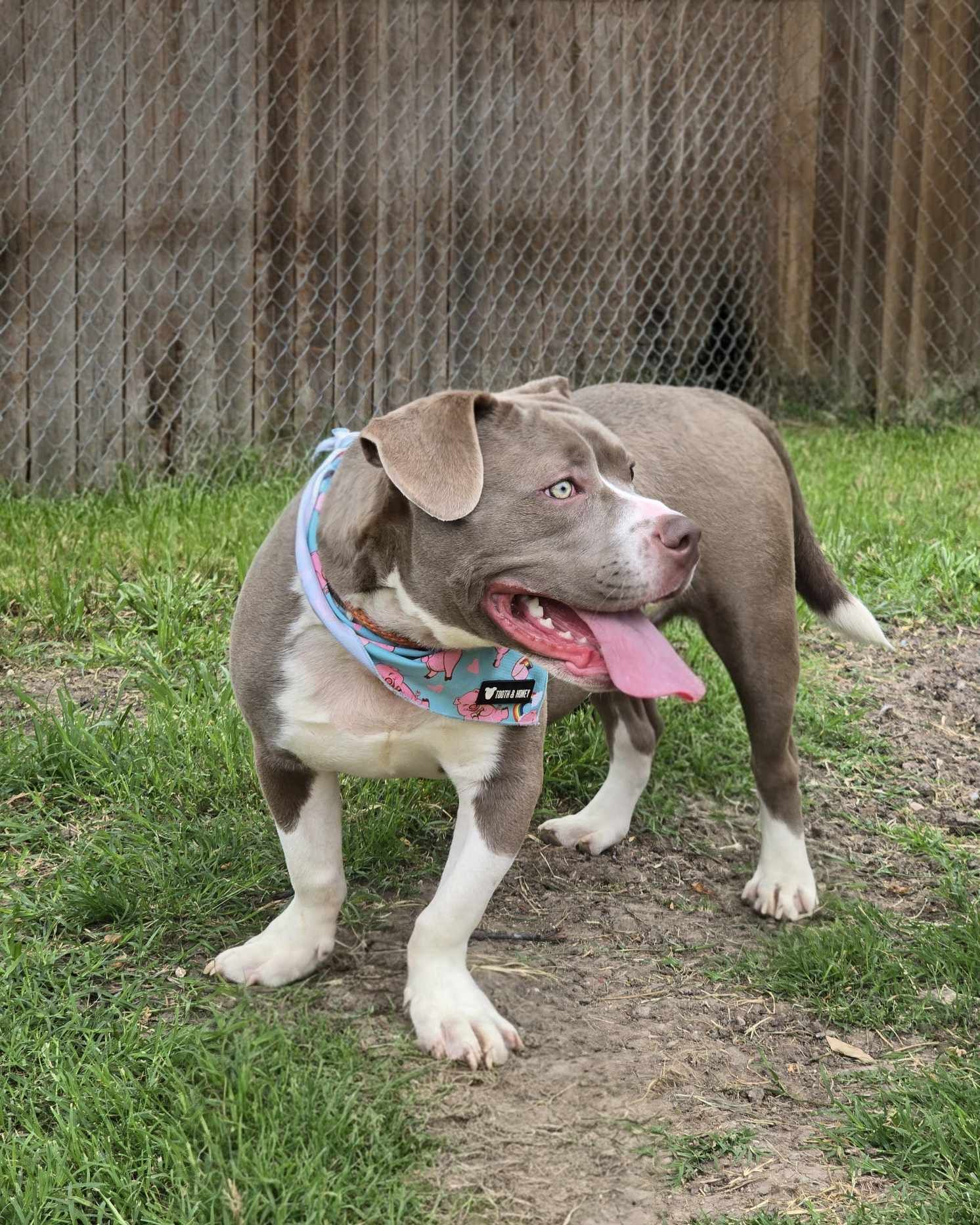 Kevin, an adoptable Pit Bull Terrier in Arlee, MT, 59821 | Photo Image 4