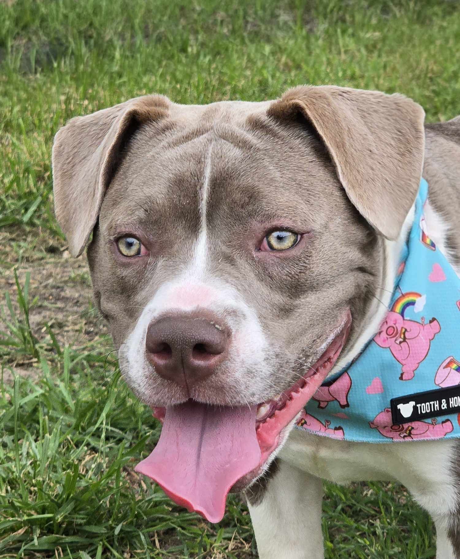 Kevin, an adoptable Pit Bull Terrier in Arlee, MT, 59821 | Photo Image 5