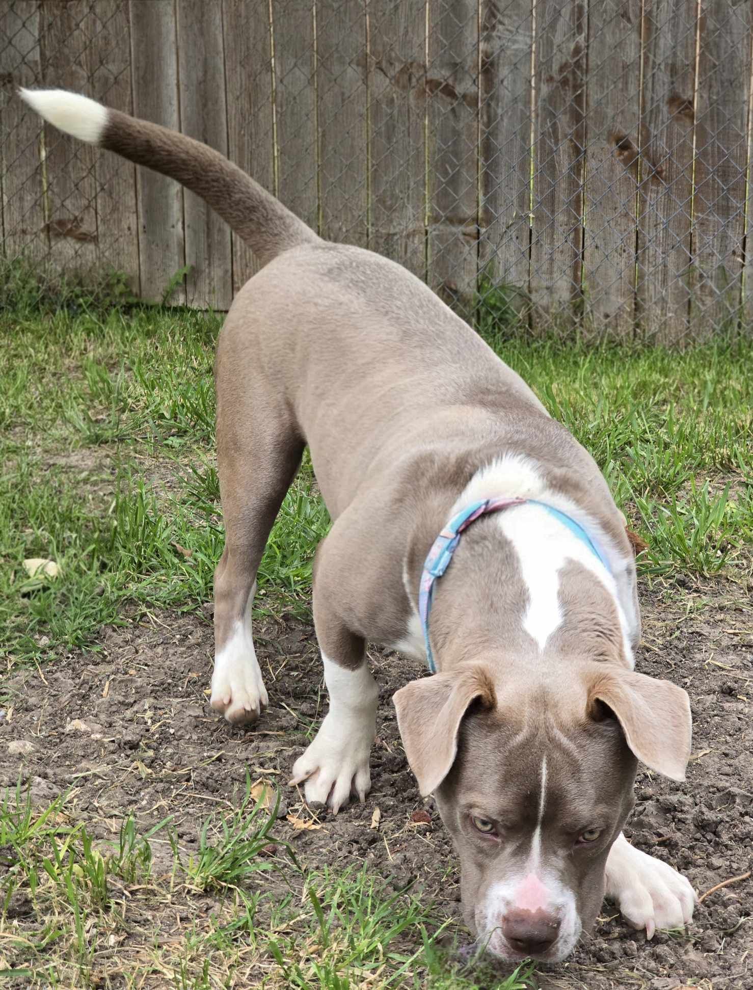 Kevin, an adoptable Pit Bull Terrier in Arlee, MT, 59821 | Photo Image 6