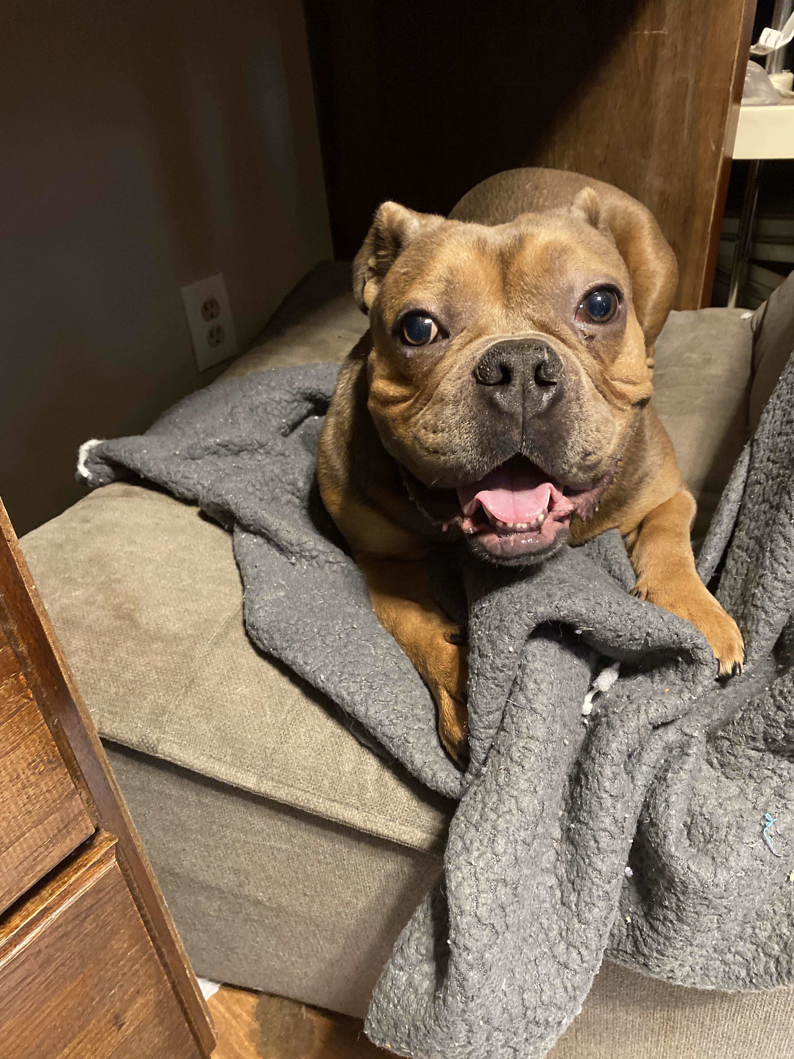 Ned, an adoptable American Bulldog in Arlee, MT, 59821 | Photo Image 1