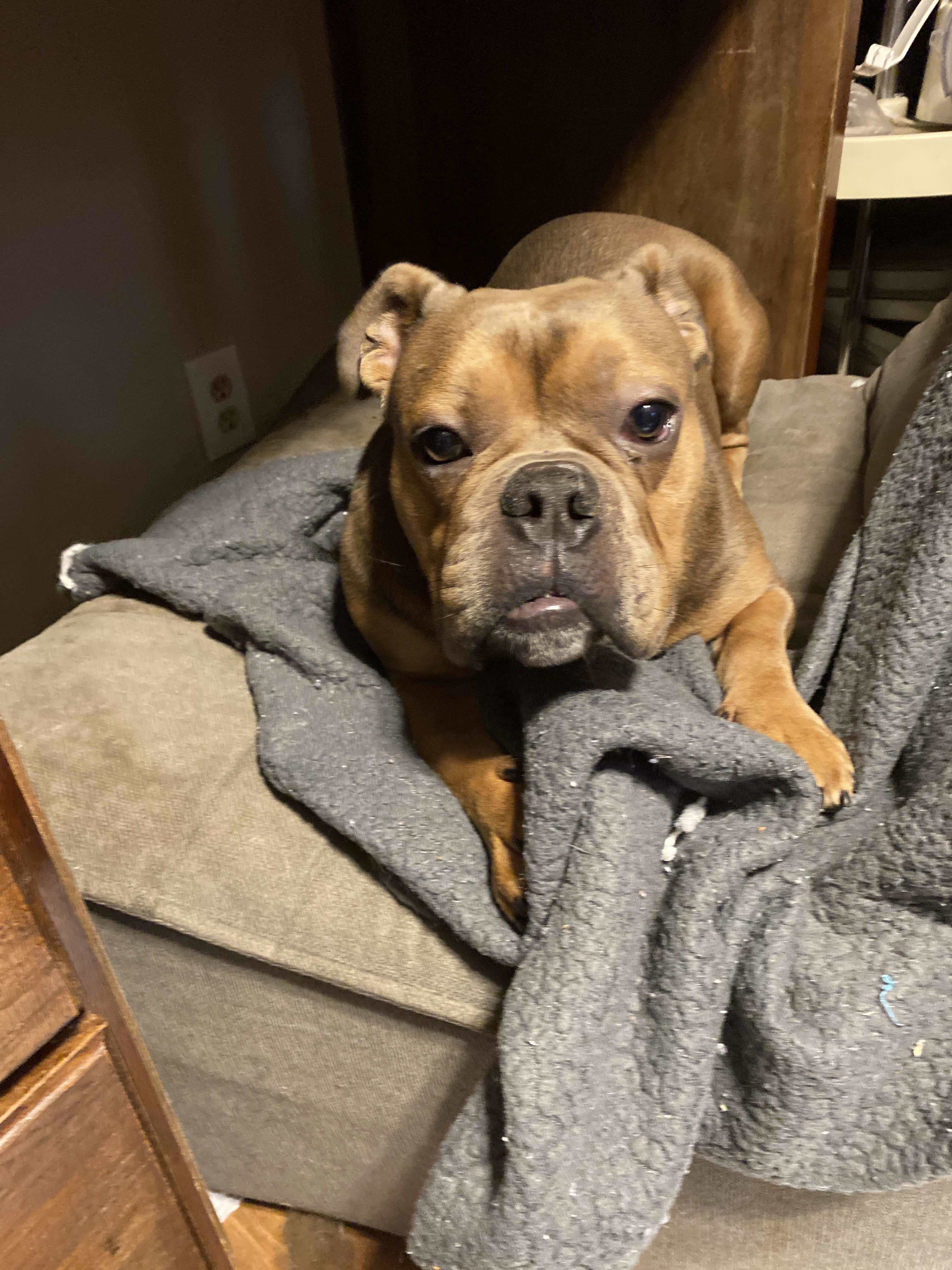 Ned, an adoptable American Bulldog in Arlee, MT, 59821 | Photo Image 2