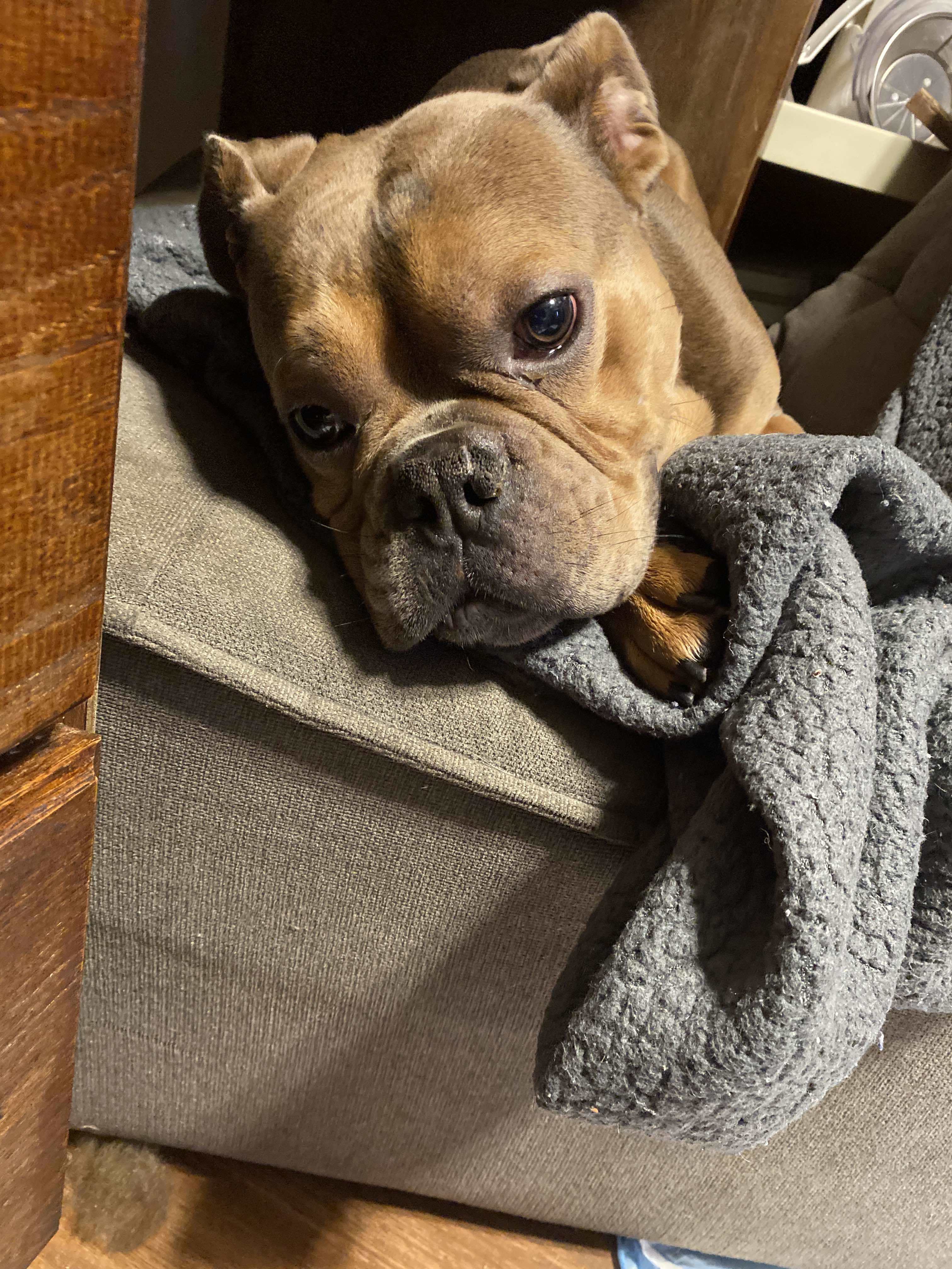 Ned, an adoptable American Bulldog in Arlee, MT, 59821 | Photo Image 4