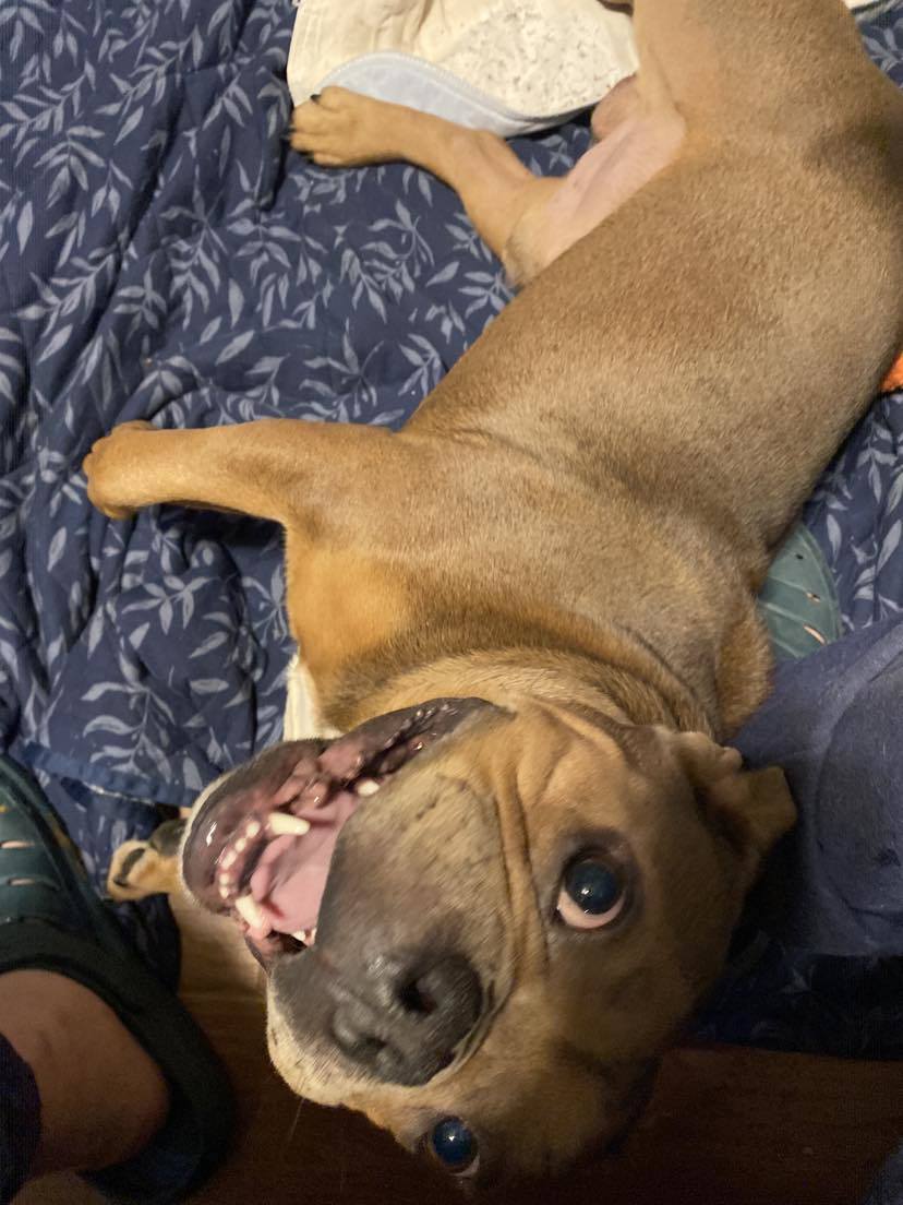 Ned, an adoptable American Bulldog in Arlee, MT, 59821 | Photo Image 6