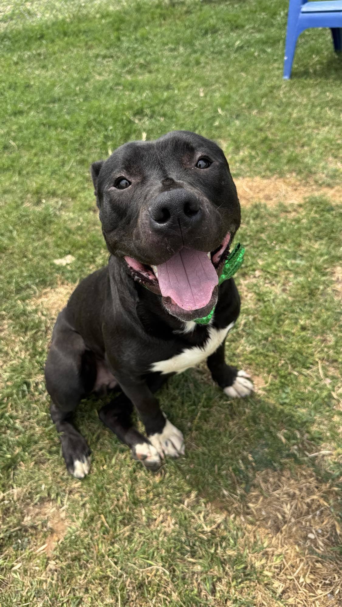 Rocky, an adoptable Pit Bull Terrier in Arlee, MT, 59821 | Photo Image 1