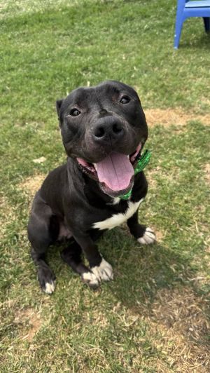 Rocky, Young Male Pit Bull Terrier
