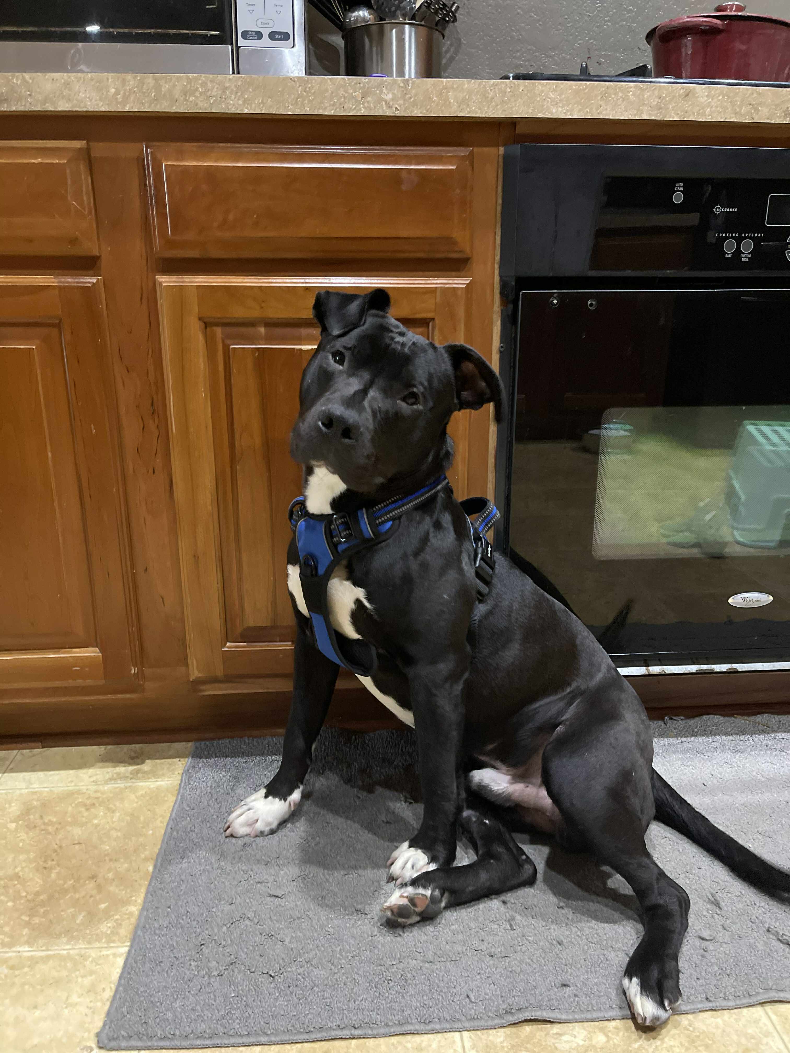 Rocky, an adoptable Pit Bull Terrier in Arlee, MT, 59821 | Photo Image 2